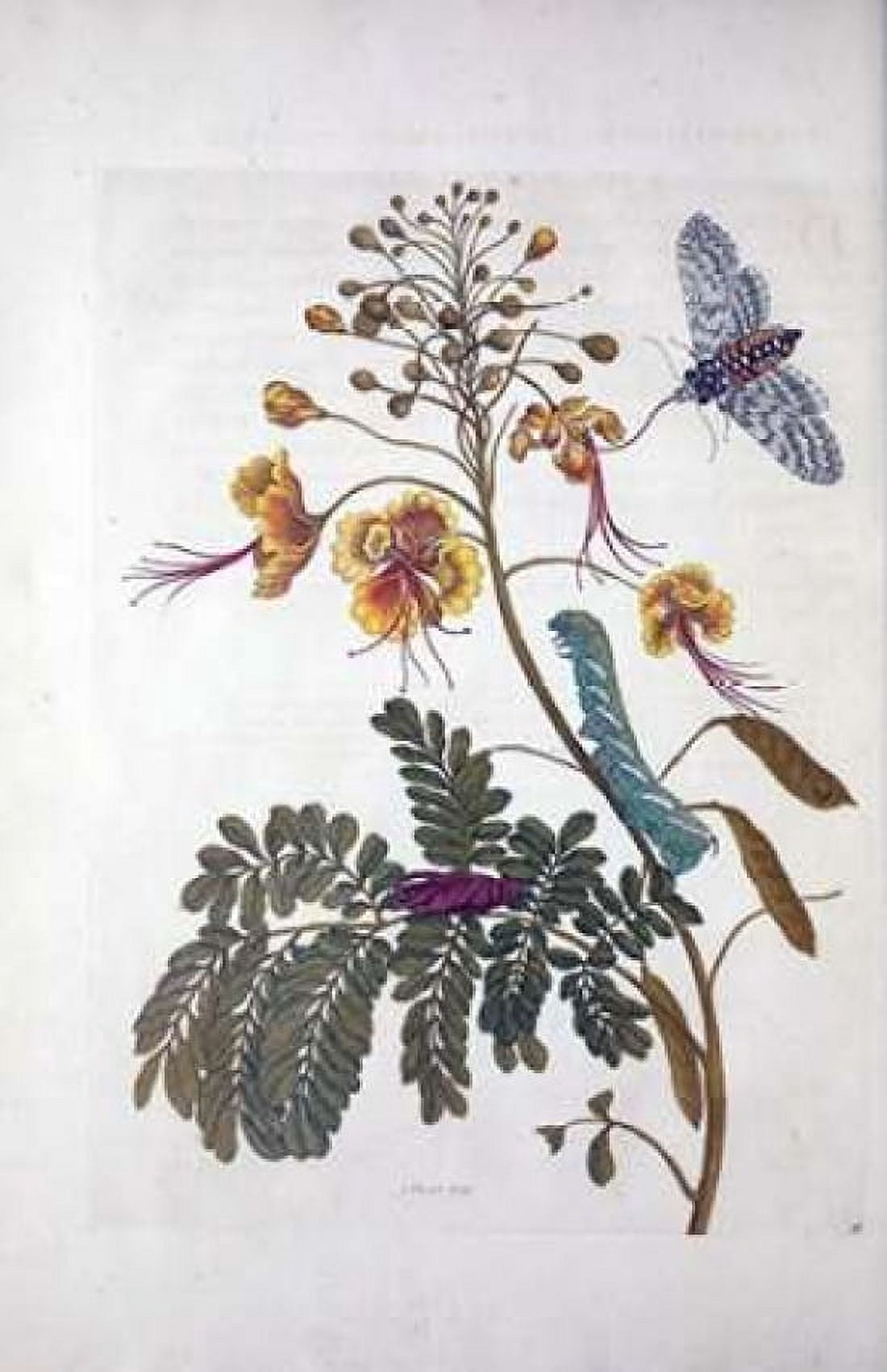 Tropical flowerButterfly plate 45 Canvas Art - Sybilla Merian (12 x 18)
