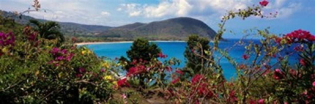 Tropical flowers at the seaside Deshaies Beach Deshaies Guadeloupe Canvas Art - Panoramic Images (18 x 7)