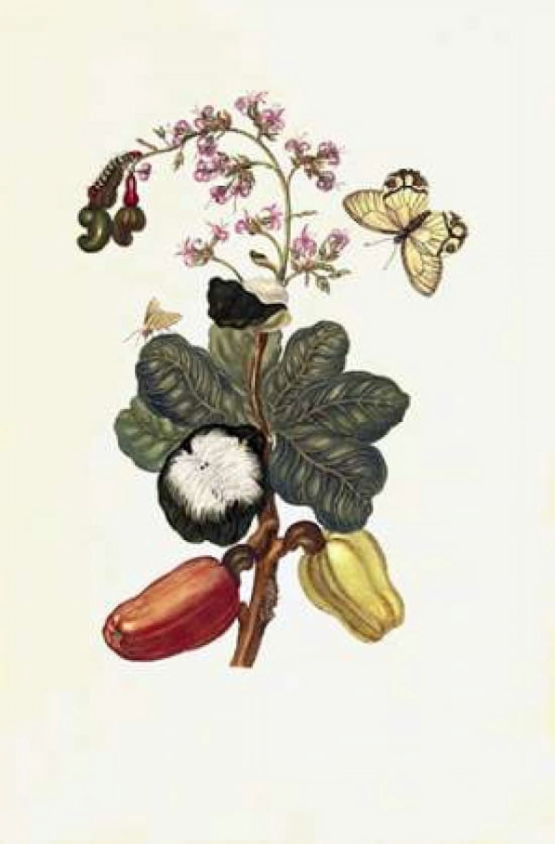 Tropical fruit Butterfly plate16 Canvas Art - Sybilla Merian (12 x 18)
