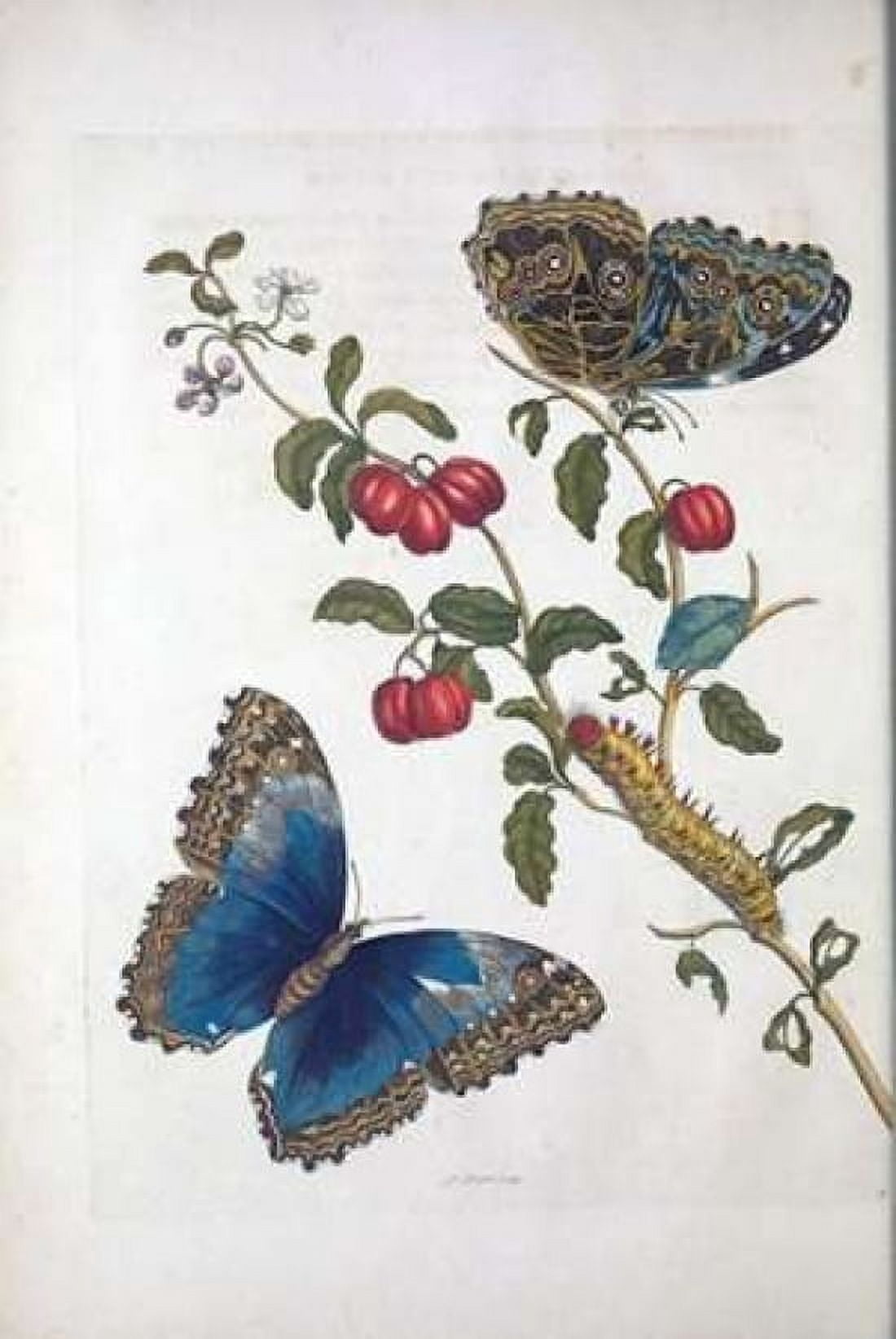 Tropical fruitButterflies plate 2 Canvas Art - Sybilla Merian (24 x 36)