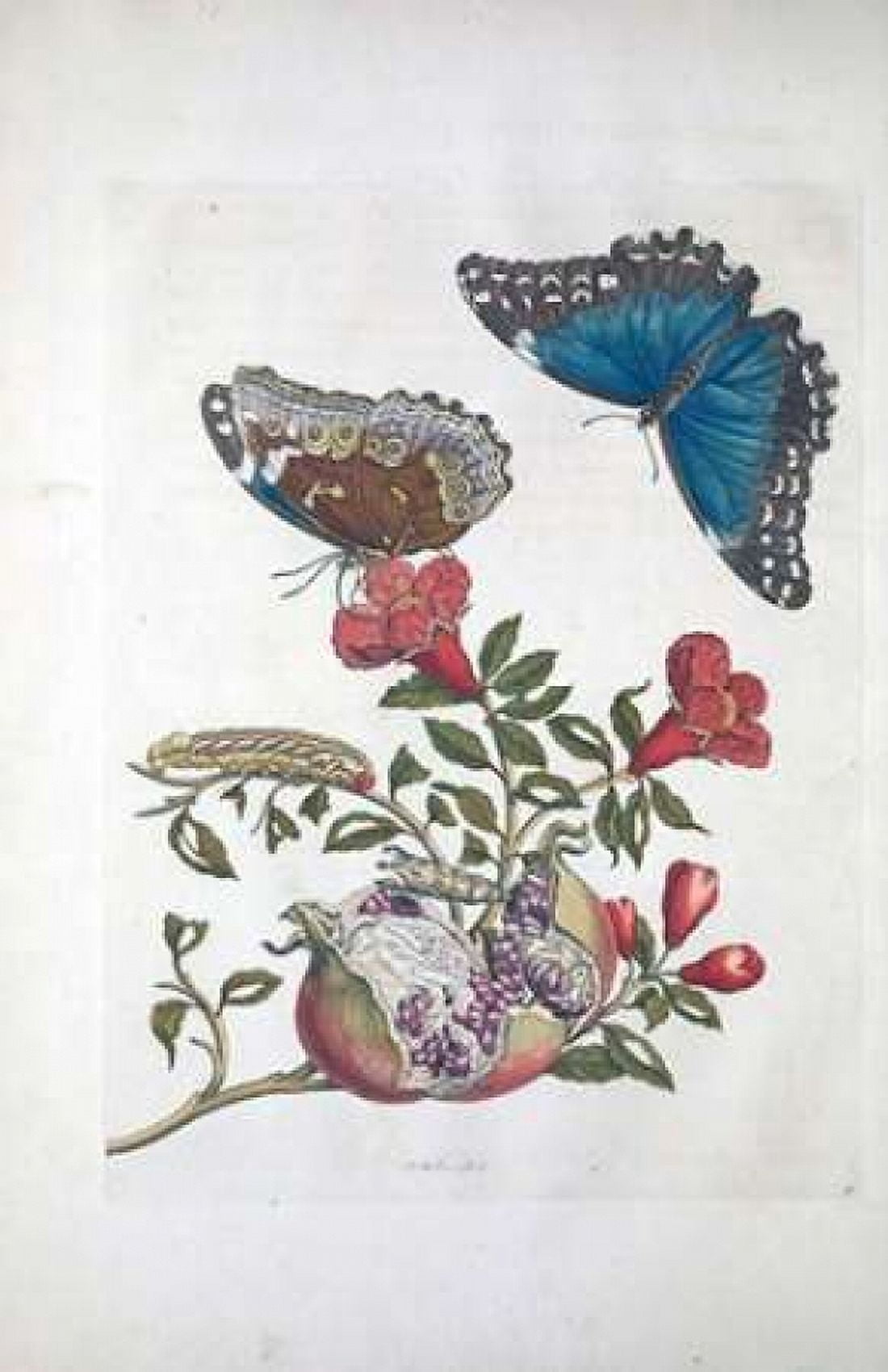 Tropical fruitButterflies  plate 96 Canvas Art - Sybilla Merian (24 x 36)