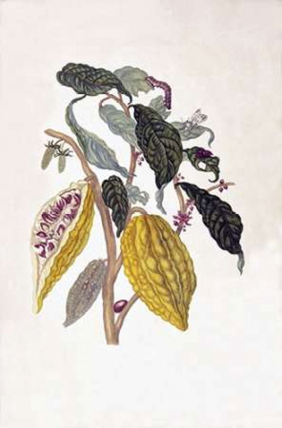 Tropical fruitCaterpillar plate 26 Canvas Art - Sybilla Merian (12 x 18)