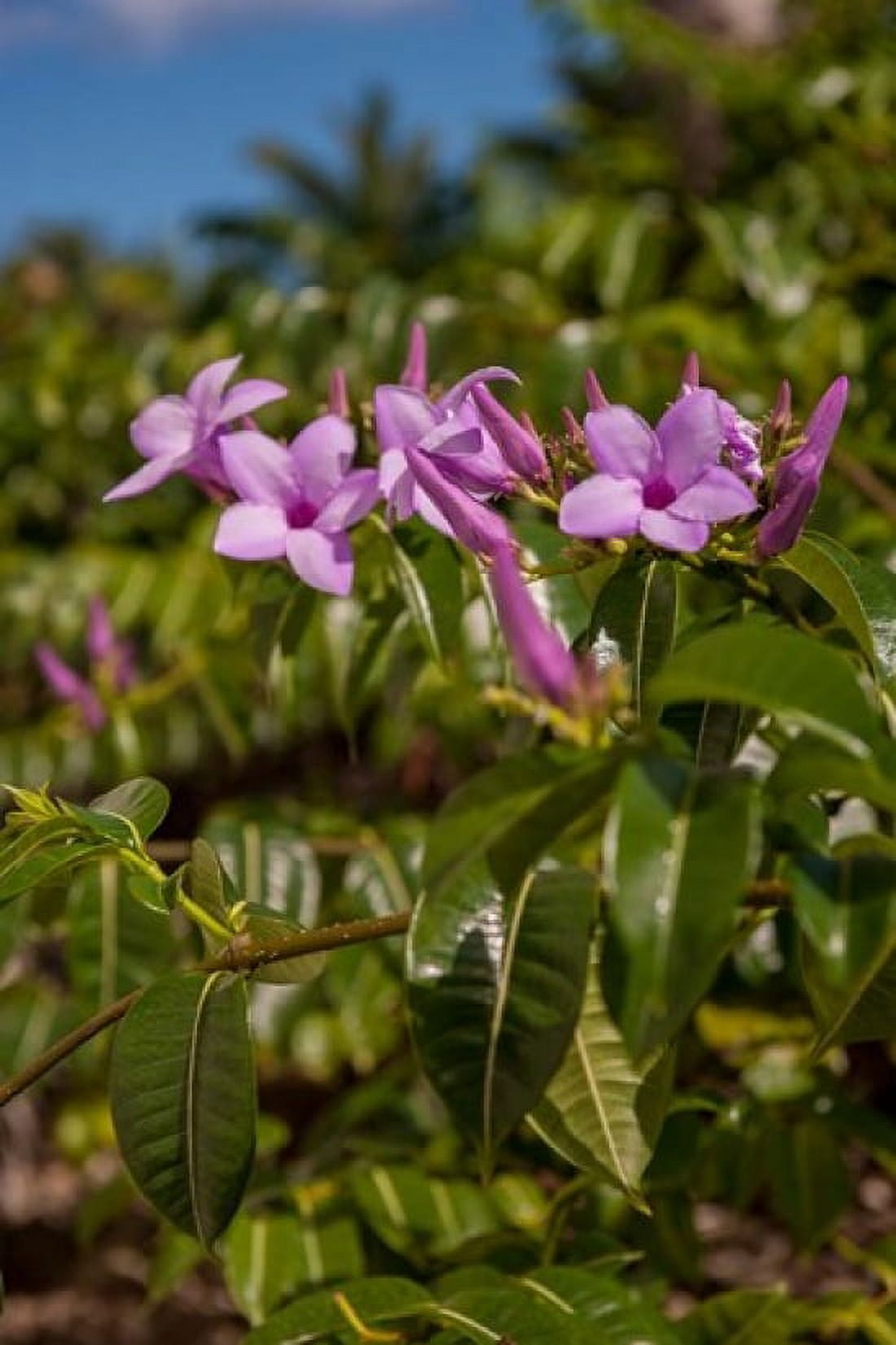 Tropical purple flowers Bavaro Higuey Punta Cana Dominican Republic Canvas Art - Lisa S Engelbrecht DanitaDelimont (15 x 22)