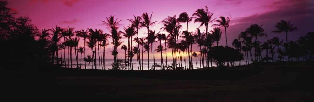 Tropical sunset with magenta sky and palm trees in Kapalua Bay Maui Hawaii United States of America Canvas Art - Bill Schildge Design Pics (36 x 12)