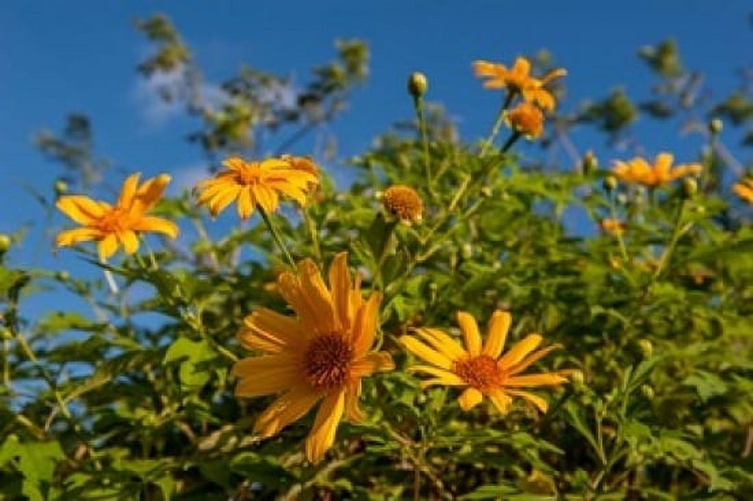 Tropical yellow flowers Bavaro Higuey Punta Cana Dominican Republic Canvas Art - Lisa S Engelbrecht DanitaDelimont (36 x 24)