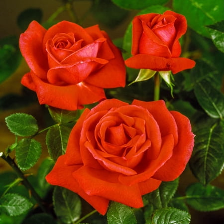 Tropicana Hybrid Tea Rose, 3 Gallon Potted Potted Flowering Plant (1-Pack)