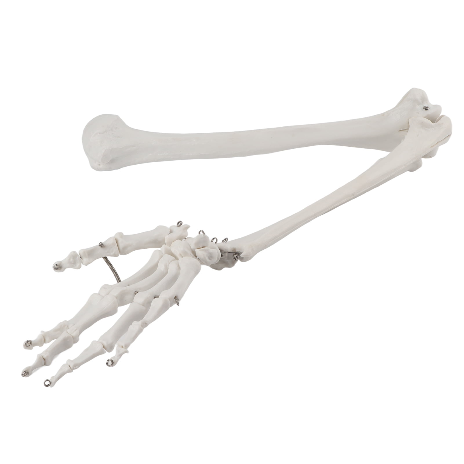 Trosgynnu Professional Human Hand Arm Bone Model Upper Limb Bone Model