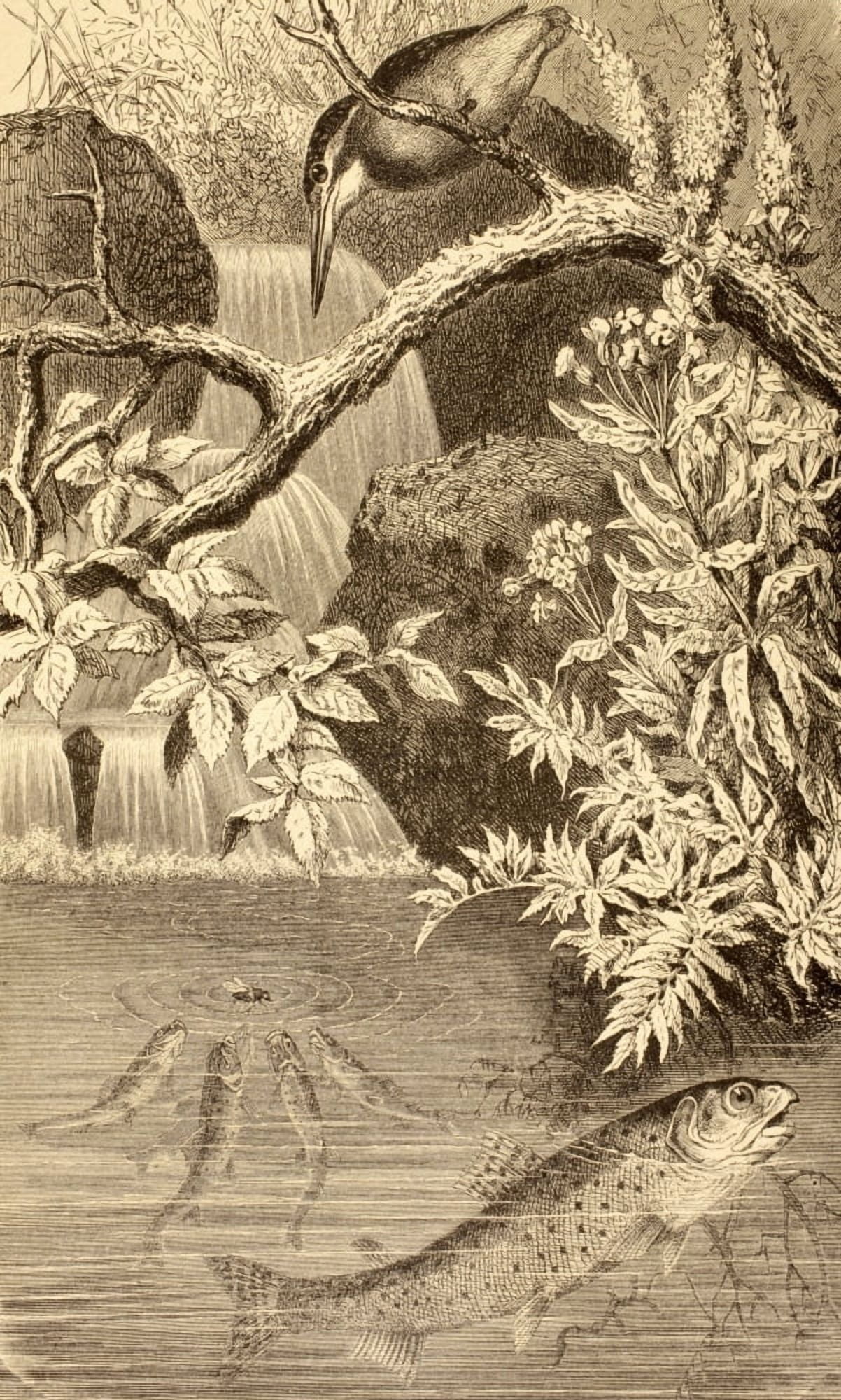 Trout In A River Pond From La Vida De Los Animales Published Spain Circa 1885 Canvas Art - Ken Welsh Design Pics (11 x 19)