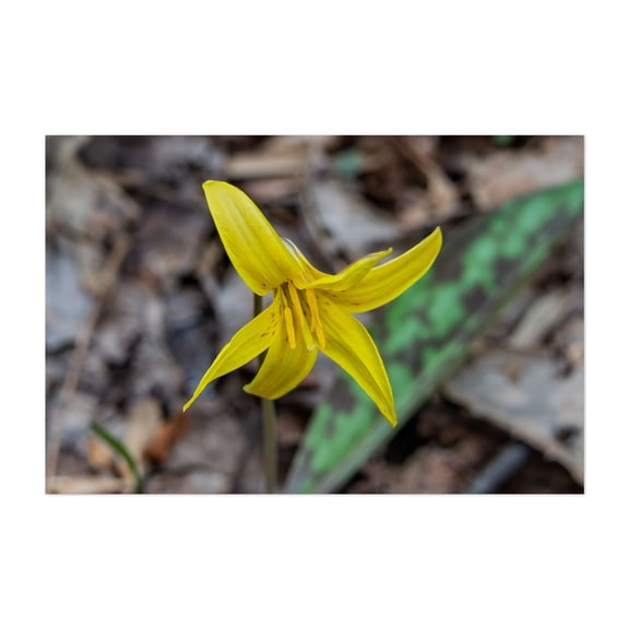 Trout Lily Bloom on a Spring Afternoon in PA - Pennsylvania Photography Flowers Nature Botanical Floral Garden Wilderness Woodland Unframed Wall Art Print 16 x 24 inches