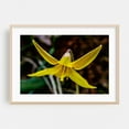thumbnail image 1 of Trout Lily Bloom on a Spring Day - York Pennsylvania Photography Flowers Nature Botanical Floral Garden Wildlife Scenic Oak Framed Wall Art Print 5 x 7 inches, 1 of 9