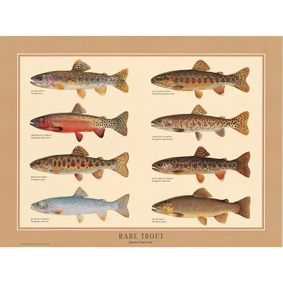 Trout Poster: Rare Trout Identification chart and wall art by Joseph Tomelleri