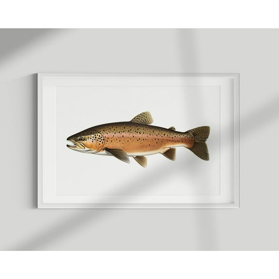 Trout Print, Fish Print, Trout, Wall Print, Fish Poster, Fish Lithograph, Vintage, Illustration, Decor, Fishing, Fishing Wall Art, Modern Wall Decor, 24x36 UNFRAMED