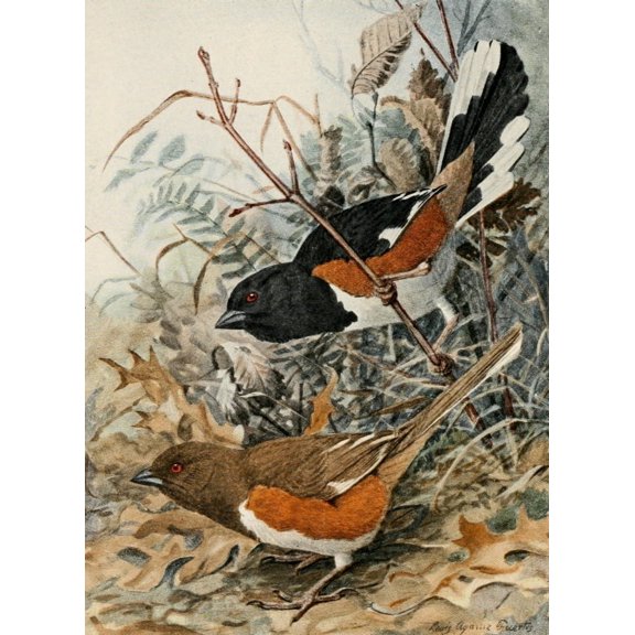 True Bird Stories 1903 Chewink Poster Print by L.A. Fuertes (24 x 36)