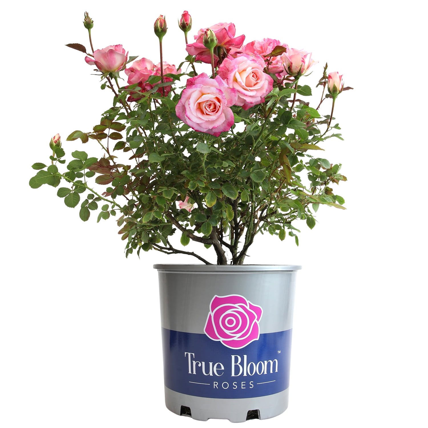 Rose Rose Pink Floyd - Standard Rose - Roses - Flowers by