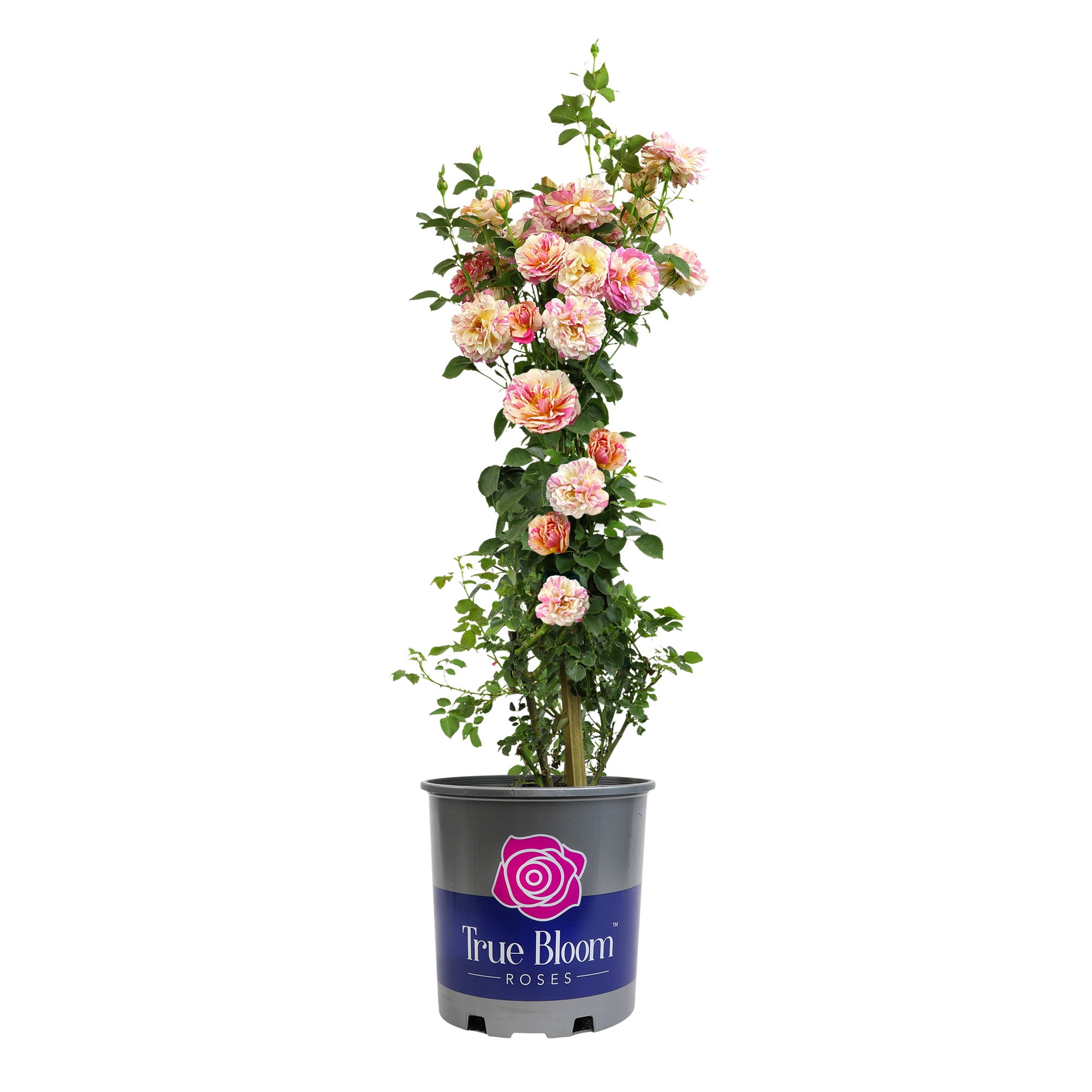 True Bloom 'True Delight' PP28929 Pink & Yellow Rose Bush, 8Qt. Pot, Live Garden Roses, Full Sun