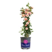 True Bloom True Delight PP28929 Pink & Yellow Rose Bush, 8Qt. Pot, Live Garden Roses, Full Sun