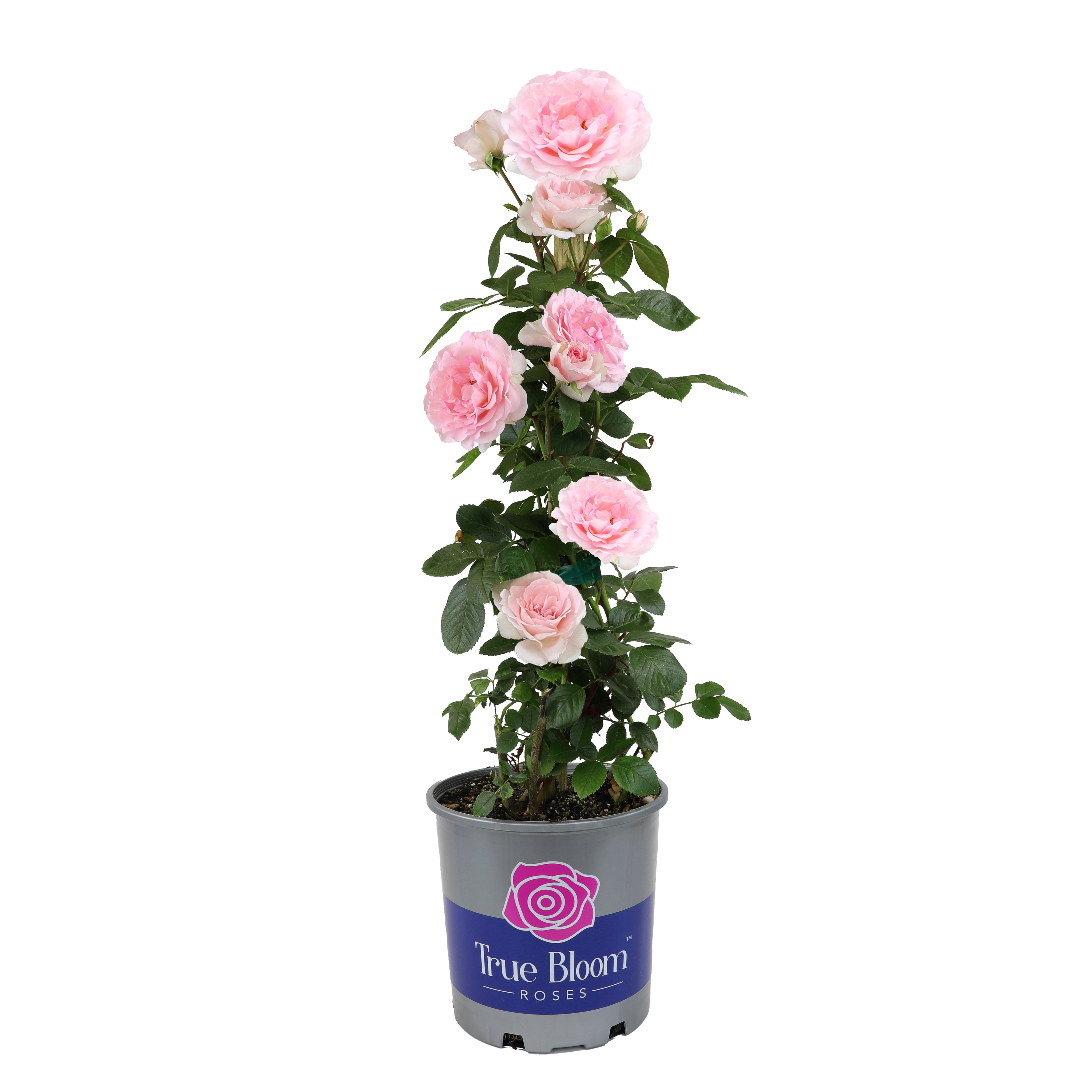 True Bloom 'True Devotion' PP28929 Soft Pink Rose Bush, 8Qt. Pot, Live Garden Roses, Full Sun