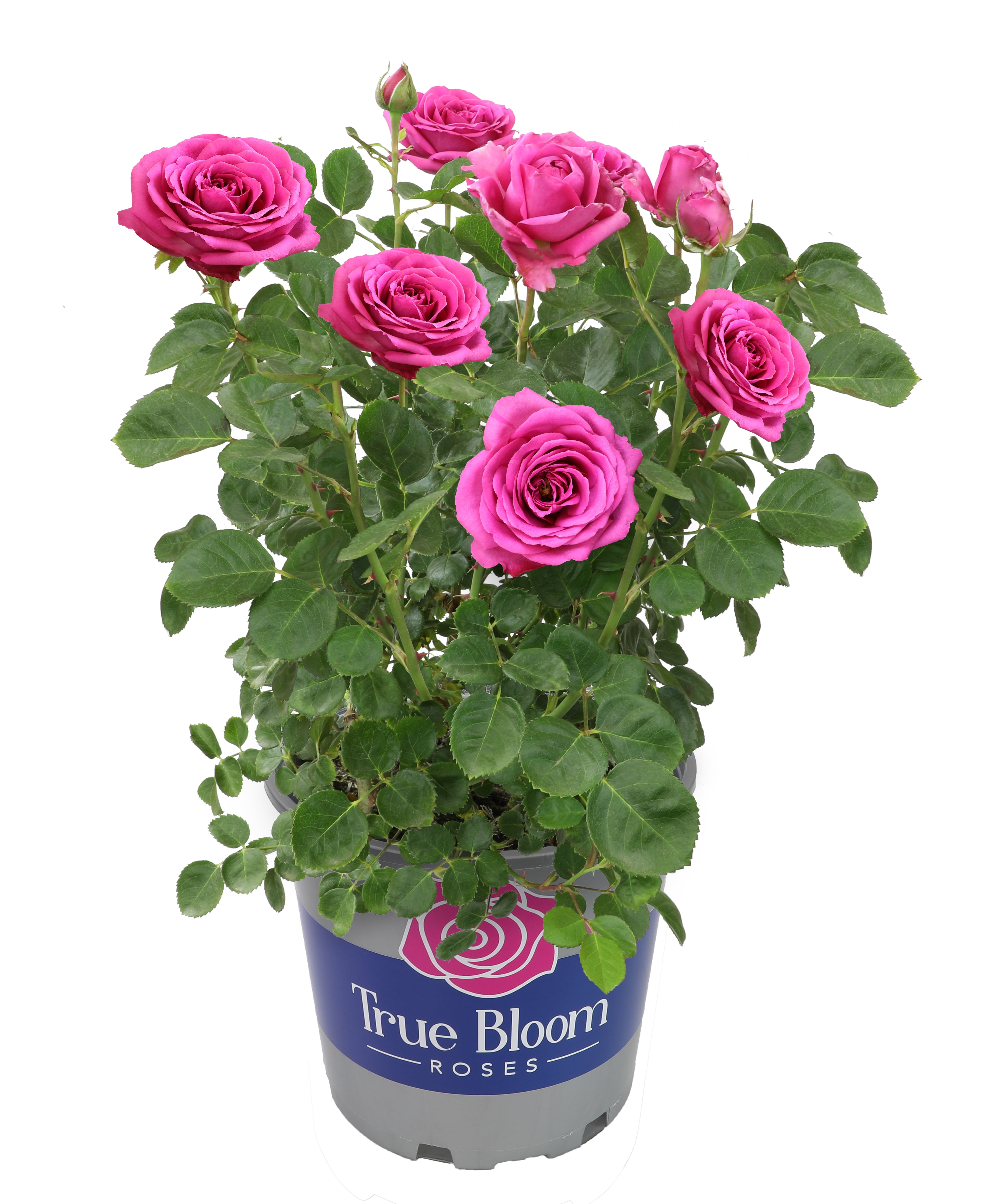 True Bloom 'True Gratitude' PP28929 Dark Pink Rose Bush Roses, 8Qt. Pot, Full Sun, Live Plant