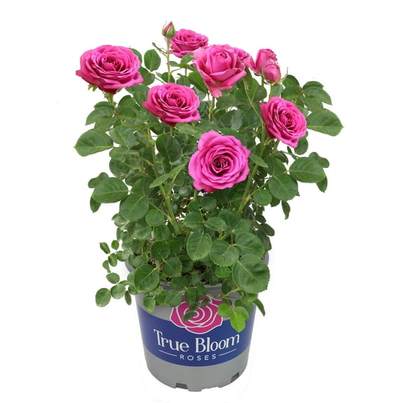 True Bloom 'True Gratitude' PP28929 Dark Pink Rose Bush Roses, 8Qt. Pot, Full Sun, Live Plant