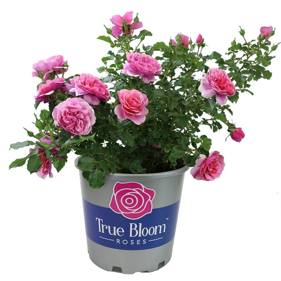 True Bloom 'True Inspiration' PP28929 Light Pink Rose Bush, 8Qt. Pot, Full Sun, Live Plant