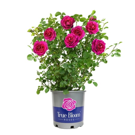 True Bloom 'True Serenity' PP28929 Deep Pink Rose Bush Roses, 8Qt. Pot, Full Sun, Live Plant