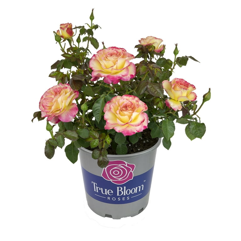 True Bloom 'True Sincerity' PP28929 Pink & Yellow Rose Bush