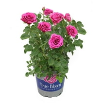 True Bloom by Altman Plants 8QT True Gratitude Pink Rose Live Plant