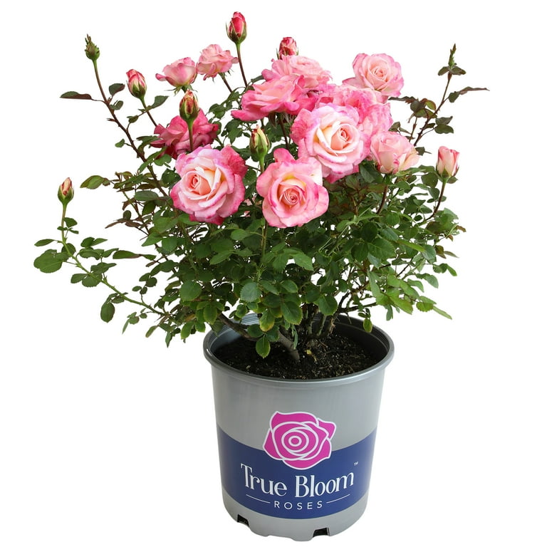 True Bloom by Altman Plants 'True Bliss' PP28929 Pink Rose Bush