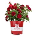 thumbnail image 1 of True Bloom by Altman Plants 'True Love' PP28929 Red Rose Bush, 6qt. Pot, Live Garden Roses, Full Sun, 1 of 13