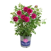 True Bloom by Altman Plants 'True Serenity' PP28929 Pink Rose Bush, 8qt. Pot, Live Roses, Full Sun
