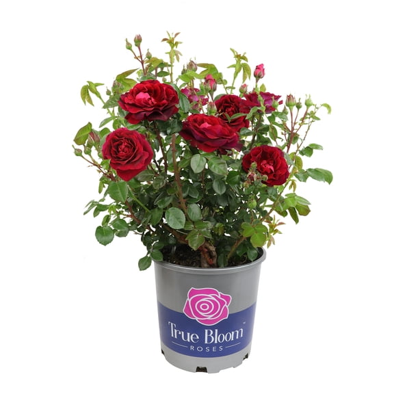 True Bloom by Altman Plants 'True Spirit' PP28929, Red Rose Bush, 8qt. Pot, Live Roses, Full Sun