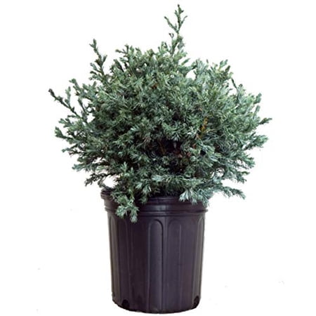 True Blue False Cypress