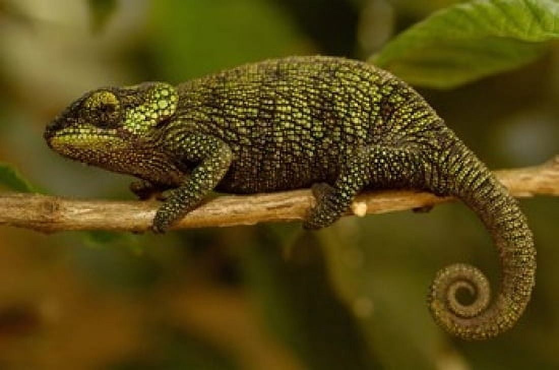 True Chameleon Lizard Madagascar Africa Canvas Art - Pete Oxford DanitaDelimont (19 x 12)