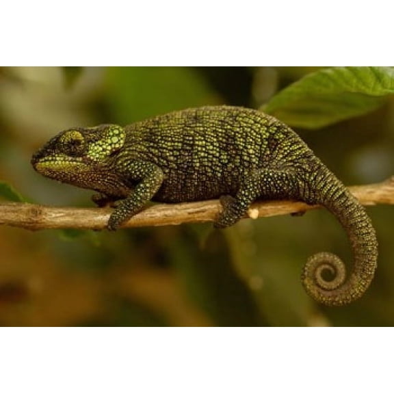 True Chameleon Lizard Madagascar Africa Canvas Art - Pete Oxford DanitaDelimont (19 x 12)