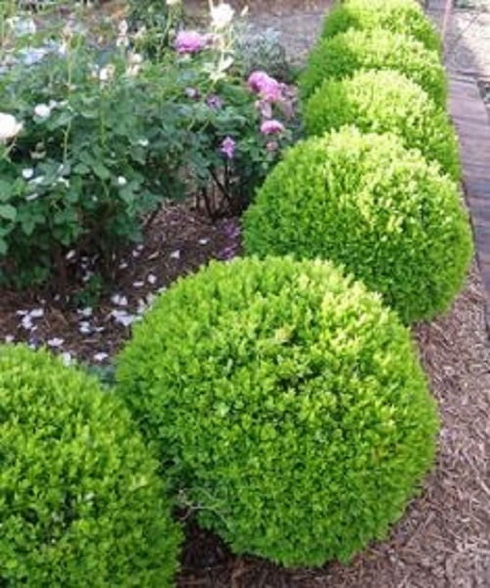 Dwarf english boxwood outlet