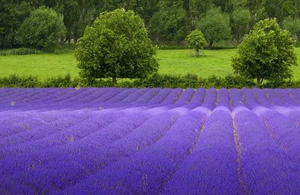 True English Lavender Vera Nice Garden Flower By Seed Kingdom 1 Lb Seeds