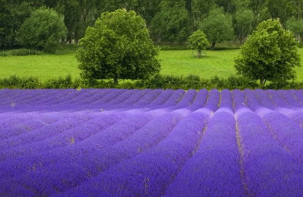 True English Lavender Vera Nice Garden Flower by Seed Kingdom Bulk 1/4 Lb Seeds