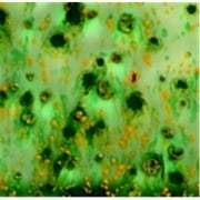 True Flow Non-Toxic Crystal Magic Glaze - 1 Pt. - Herb Garden
