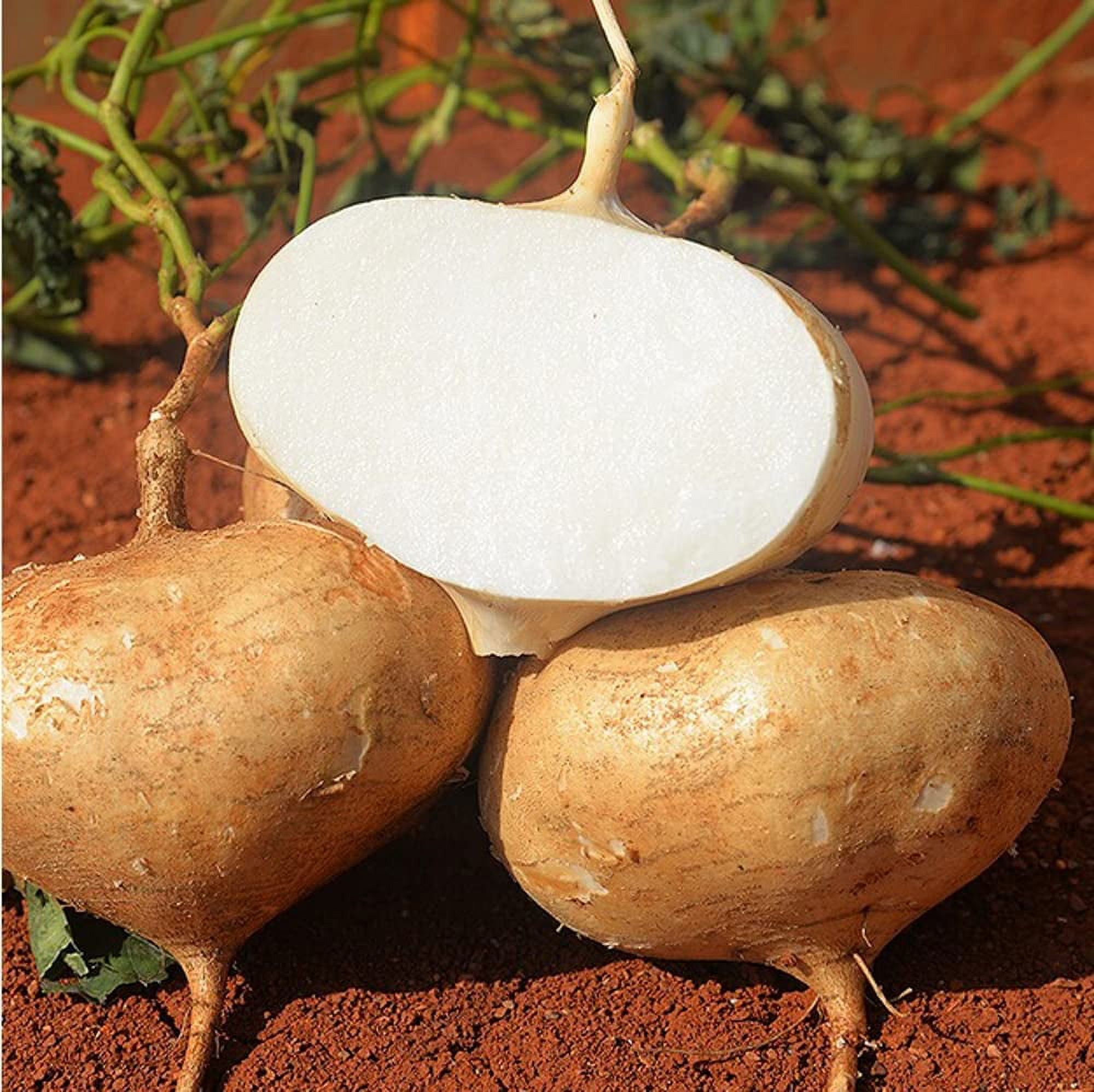 True Jicama CM31 Seed Mexican Yam Bean Root Potato Seed 15 Seeds