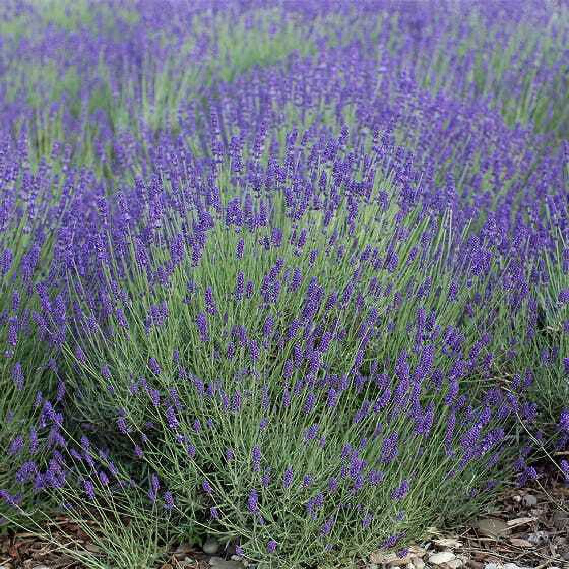 French Lavender | Two Live Herb Plants | Non-GMO, Everblooming