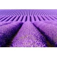 thumbnail image 1 of True Lavender English Herb Garden Seed for Planting (10,000 Seeds), 1 of 2