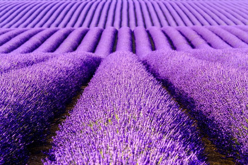True Lavender English Herb Garden Seed for Planting (25,000 Seeds)