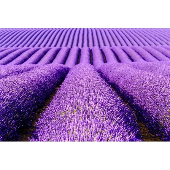 True Lavender English Herb Garden Seed for Planting (25,000 Seeds)