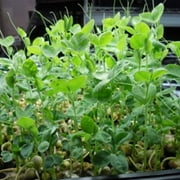 True Leaf Market 75 Speckled Pea Sprouting Seeds, Certified Organic Non-GMO