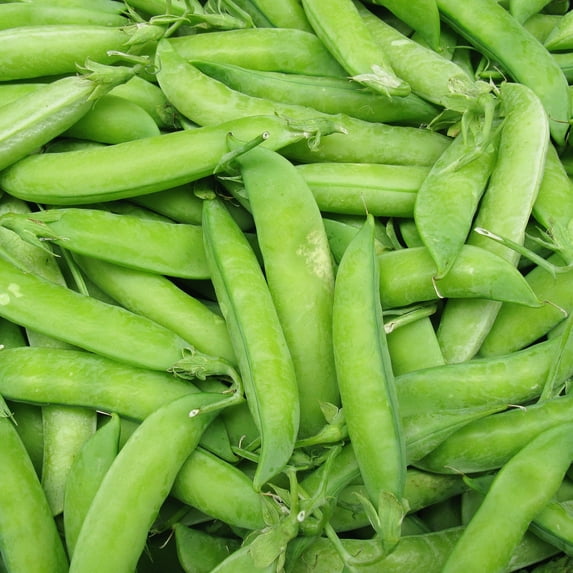 True Leaf Market Wando 75 Pea Garden Plant Seeds