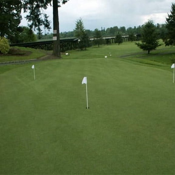 Outsidepride 10 lb. Perennial Shade Tolerant Creeping Bluegrass for Golf Courses & Home Putting Greens