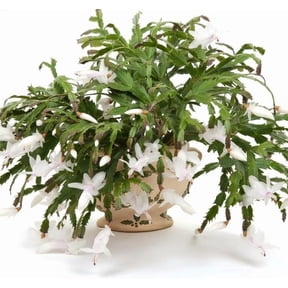 True Thanksgiving Cactus Plant Live in 4" Pot, Ready to Bloom, Holiday Christmas Cactus Plants Live, White Blooms