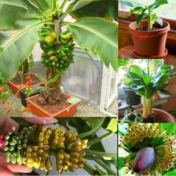 Truly Tiny Banana Plant 4-7" Tall for Planting, Dwarf Banana Plant Live, Tropical Mini Banana Fruit Seedling, Truly Tiny Banana Tree Well Rooted
