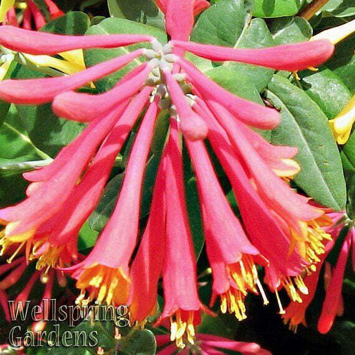 Trumpet Honeysuckle Lonicera sempervirens Live Plant