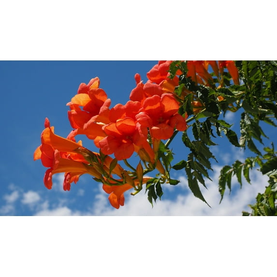Trumpet Vine 20 Seeds -Hummingbird Vine- Fence or Wall Climbing Plant- Campsis radicans